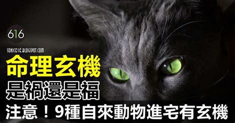 自來貓入屋|9種動物進宅有玄機！自來動物凶定吉？該收留還是送走？看完你。